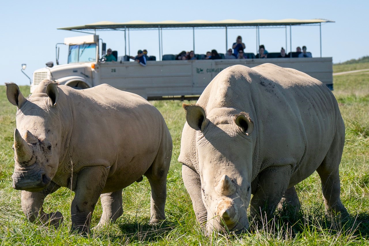 Wilds tour bus and rhinos