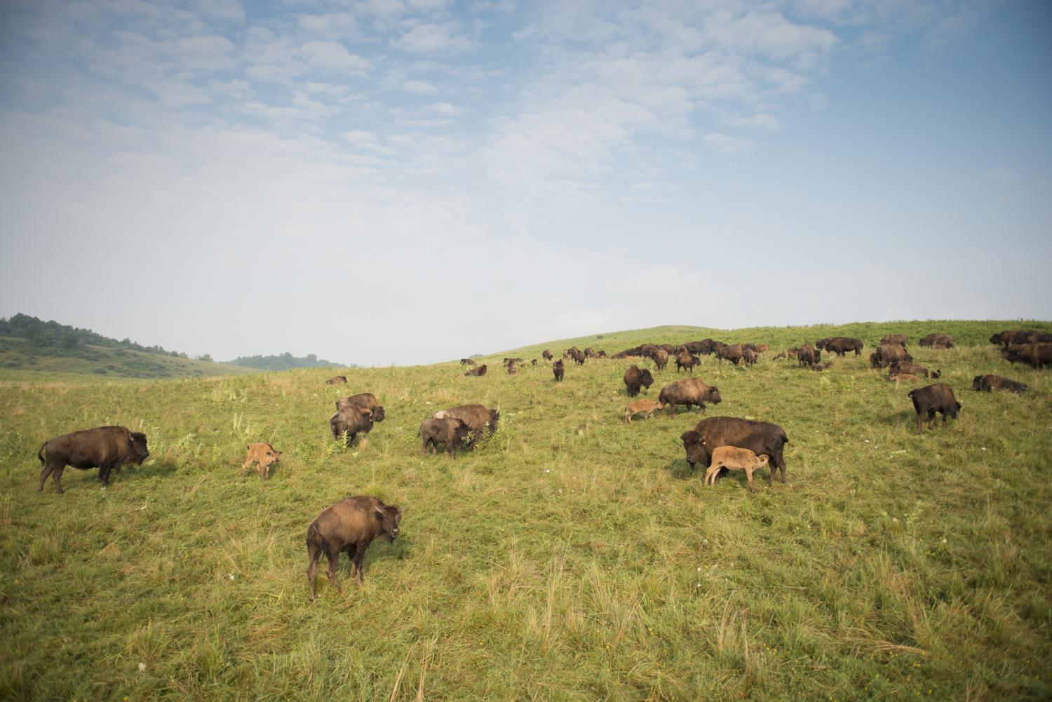 Bison in pasture