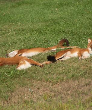 Dhole lying in the grass