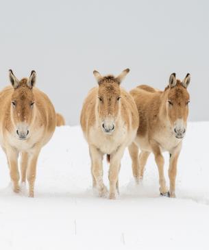 Persian Onager in the snow