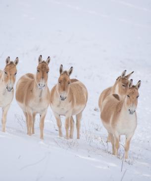Persian Onager in the snow