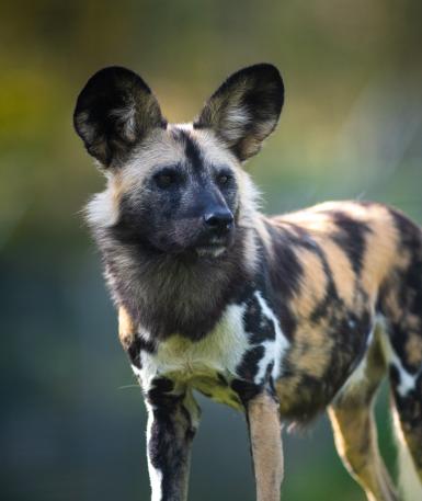 African Painted Dog
