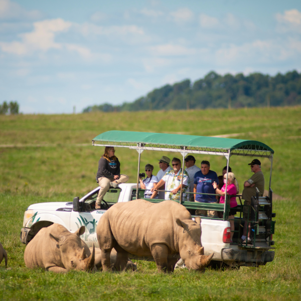 rhinos with pickup truck in pasture