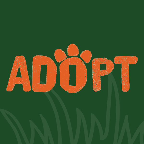 adopt graphic