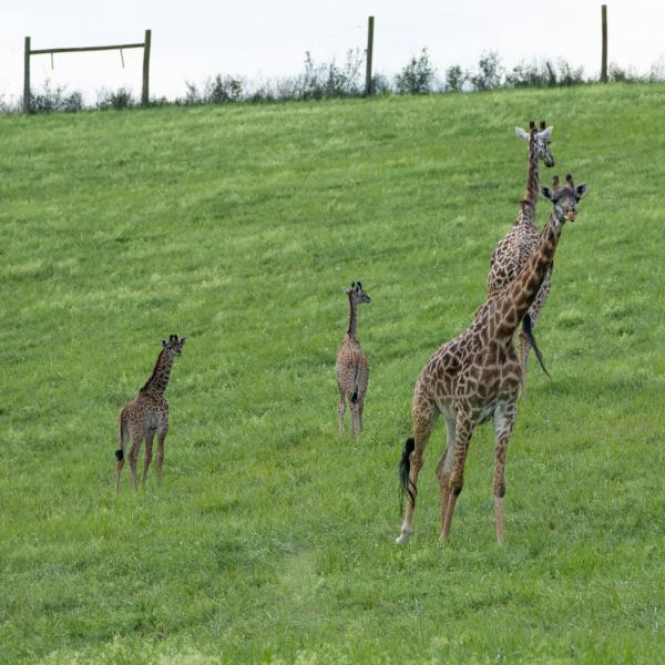 Two giraffe calves in a pasture with their mothers