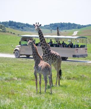 tour bus and giraffes