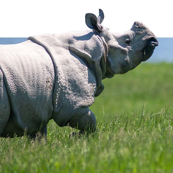 Asian one horned Rhino