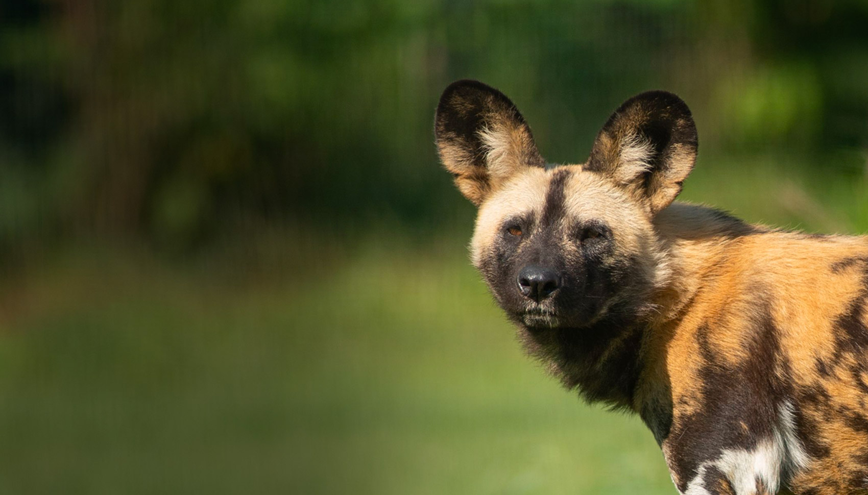 painted dog