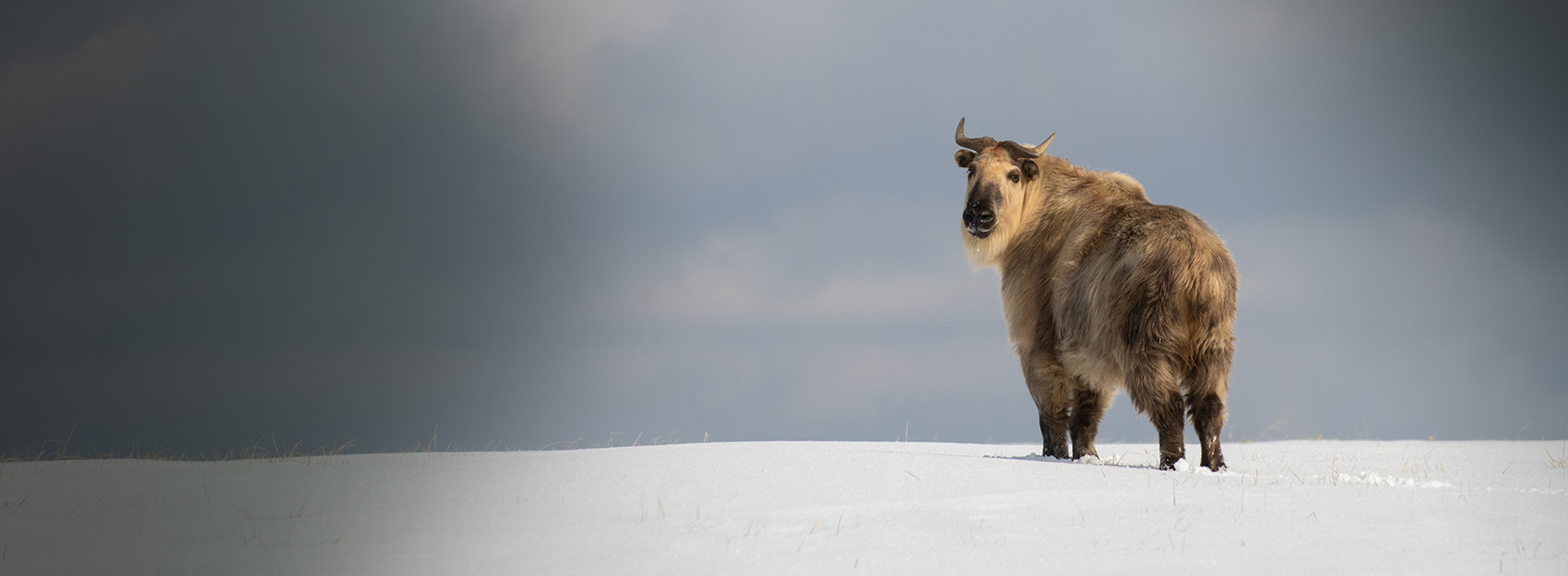 takin in snow