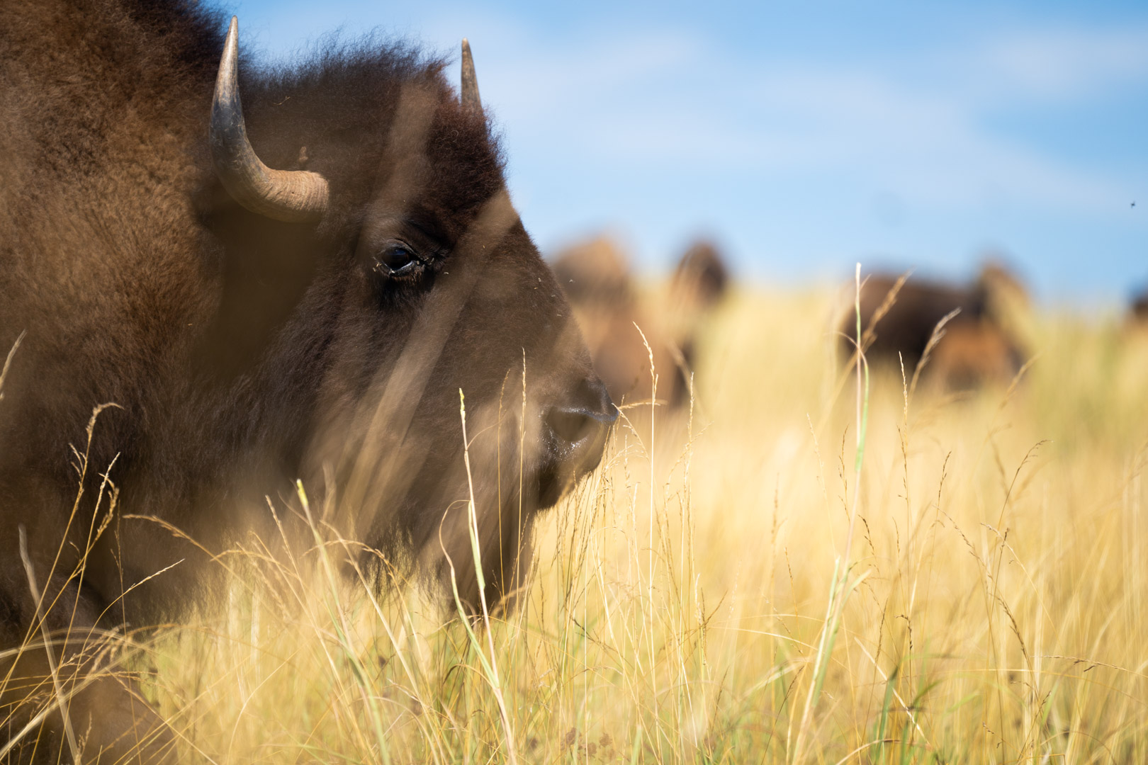 bison in field