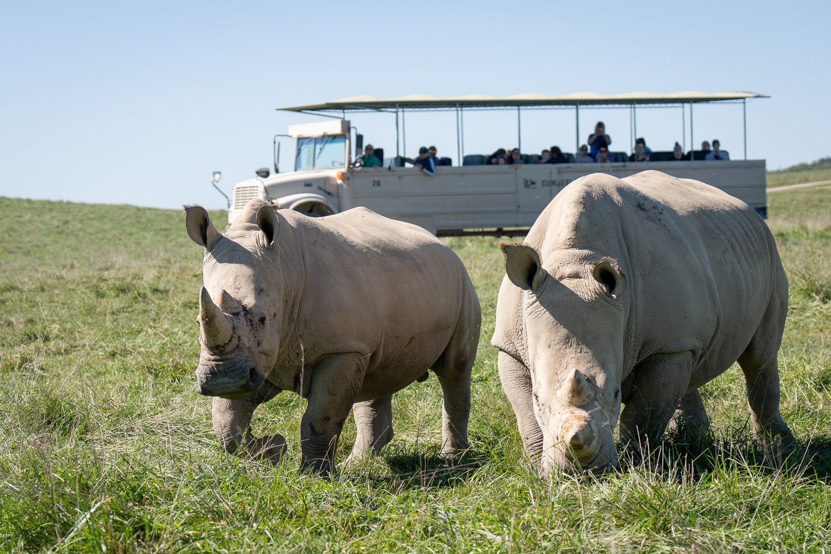 rhinos in foreground of tour bus