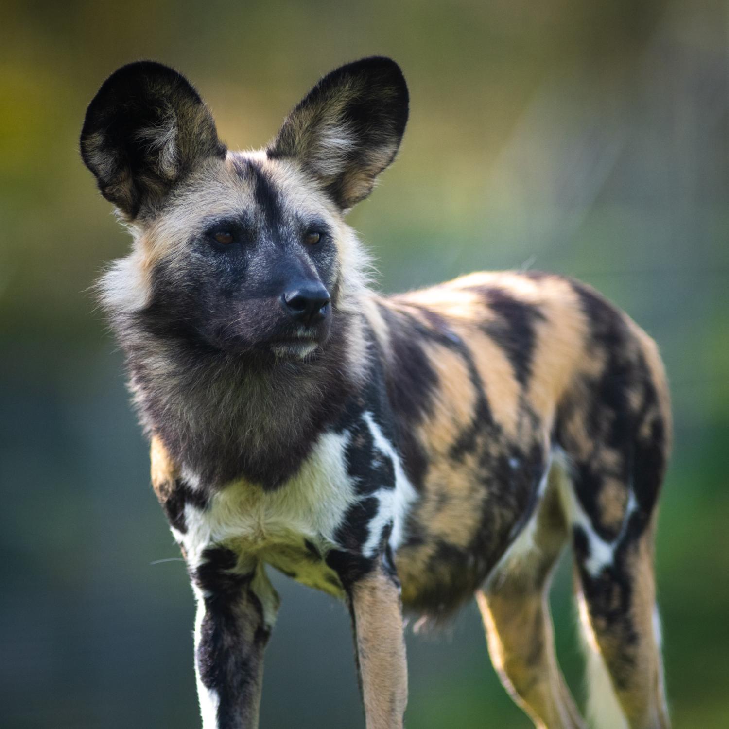 painted dog at The Wilds