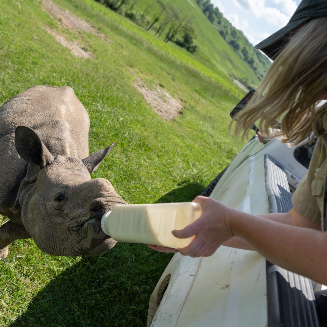 team member feeding rhino with bottle