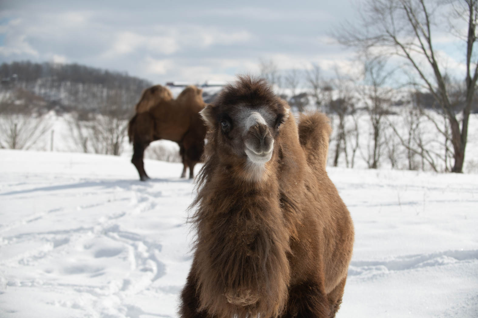 camels in snow