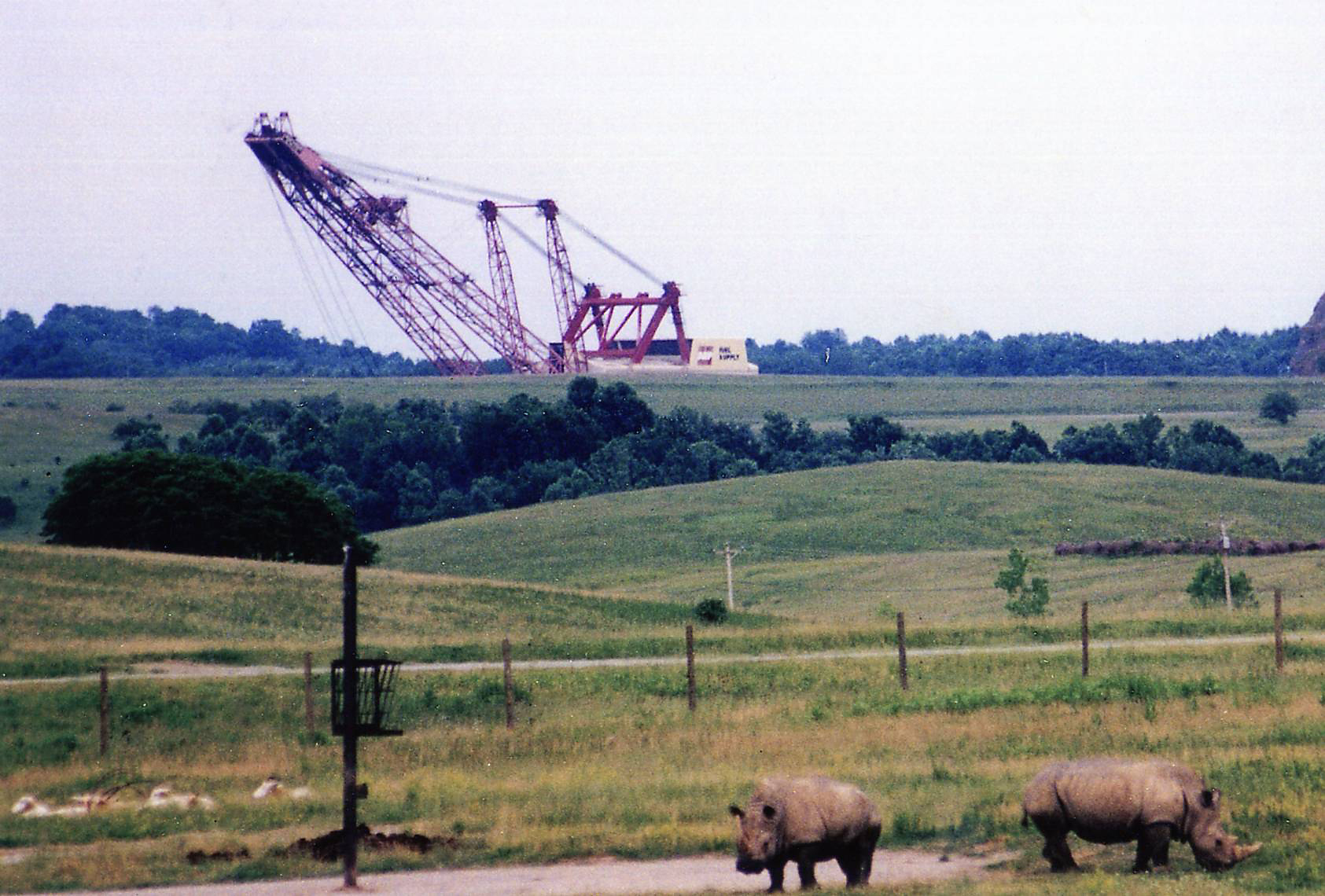 rhinos with mining equipment in background