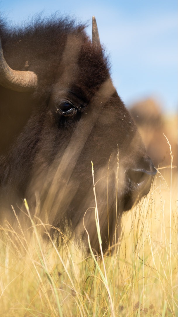 Bison at The Wilds