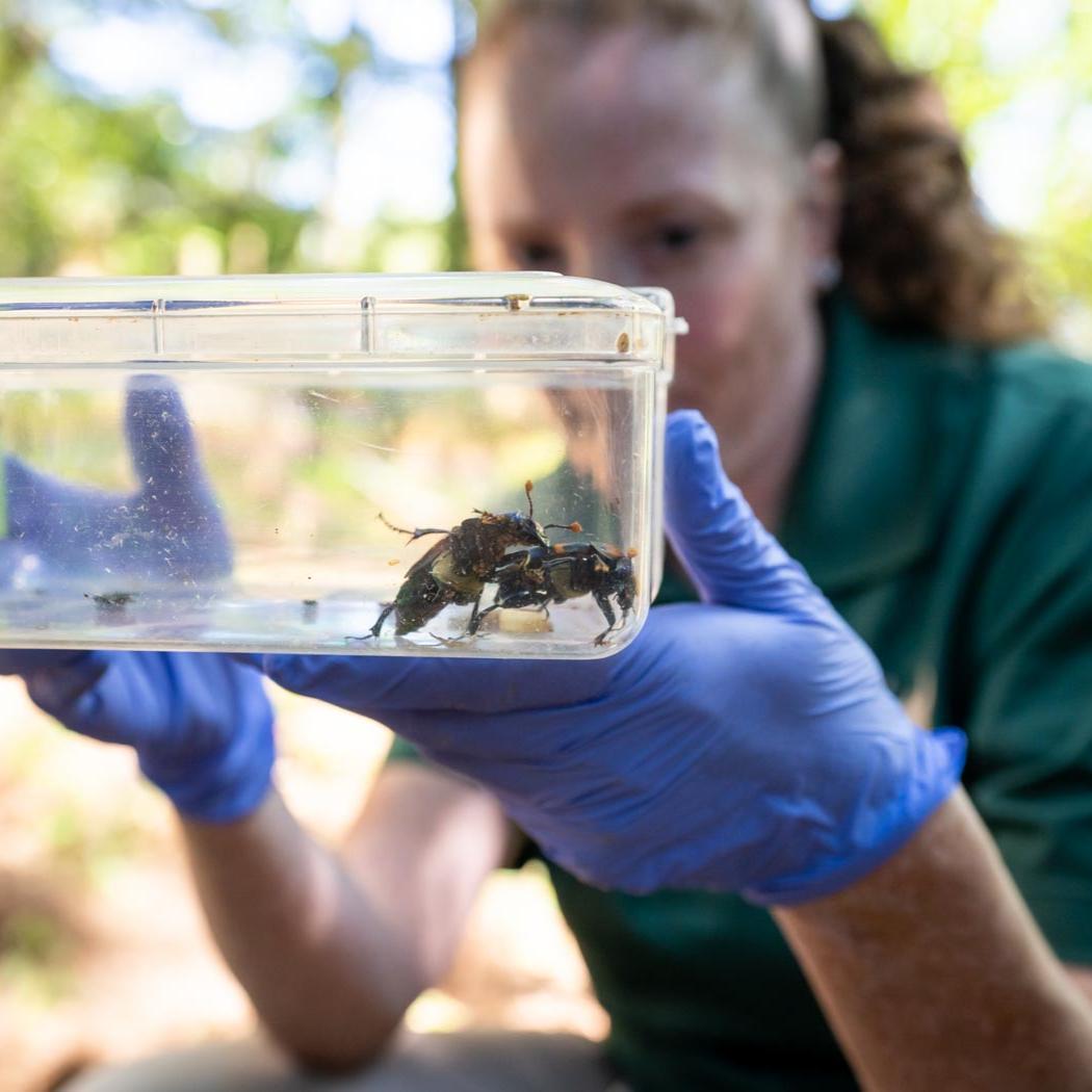 team member and burying beetles