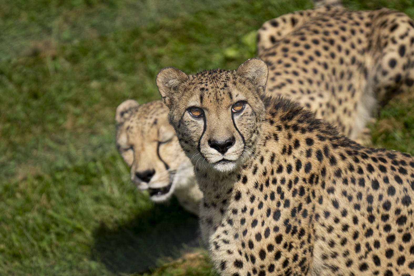 cheetahs