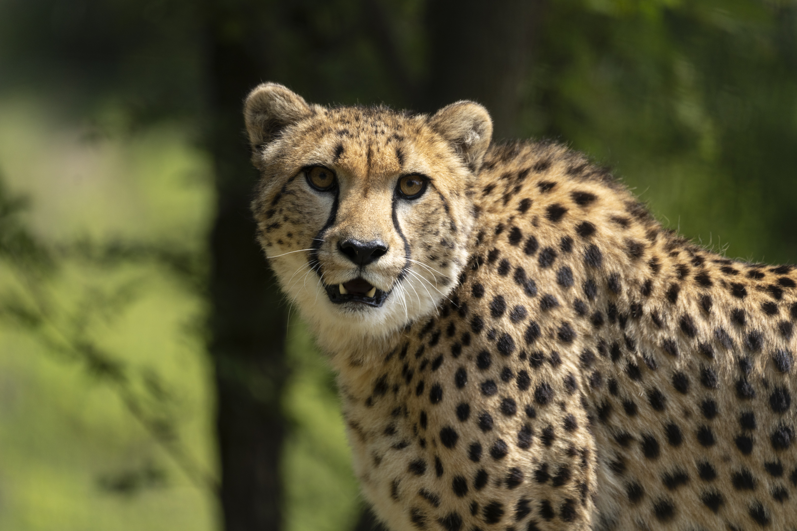 cheetah