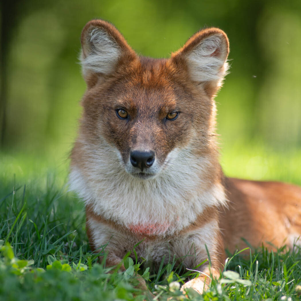 Dhole relaxing in grass