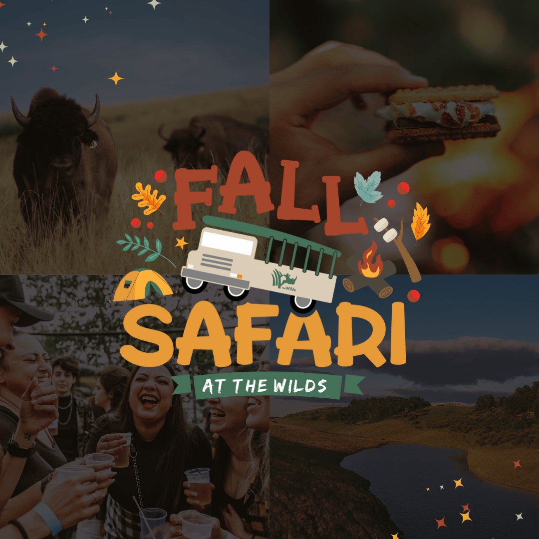 Fall safari graphic
