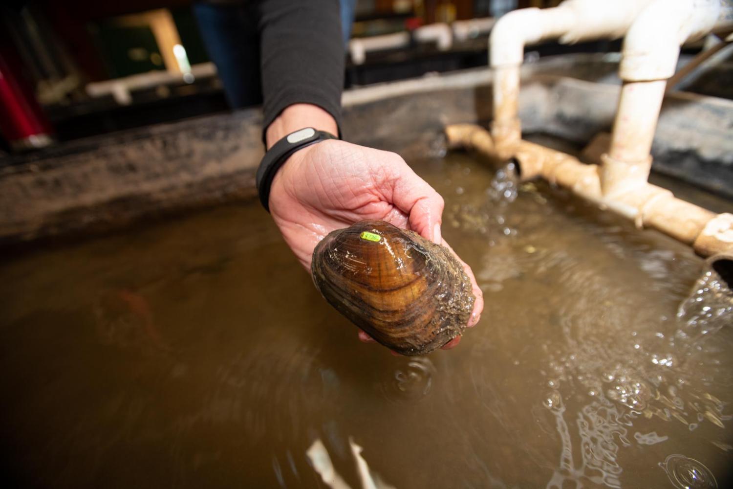 Freshwater mussel