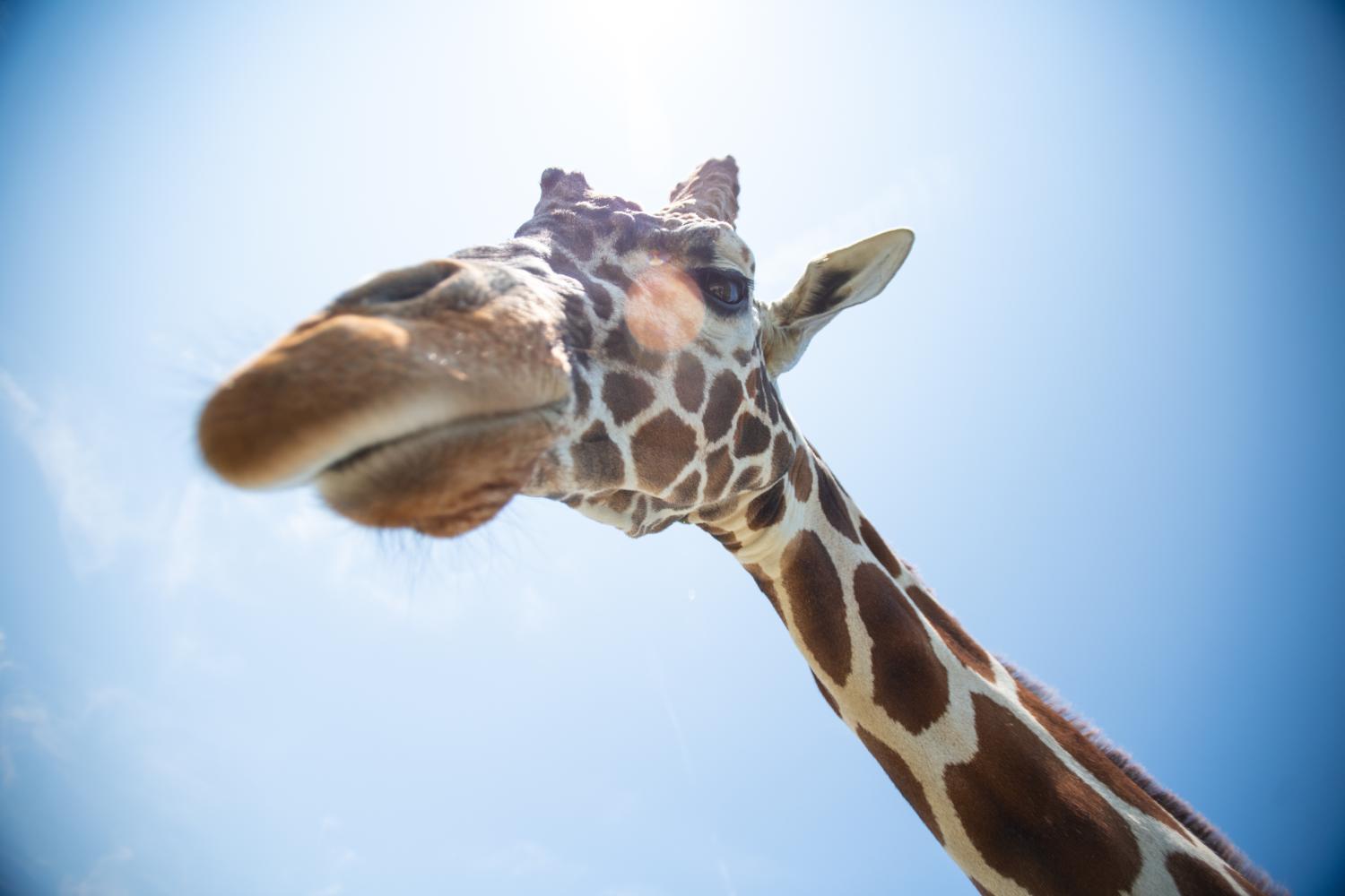 giraffe selfie