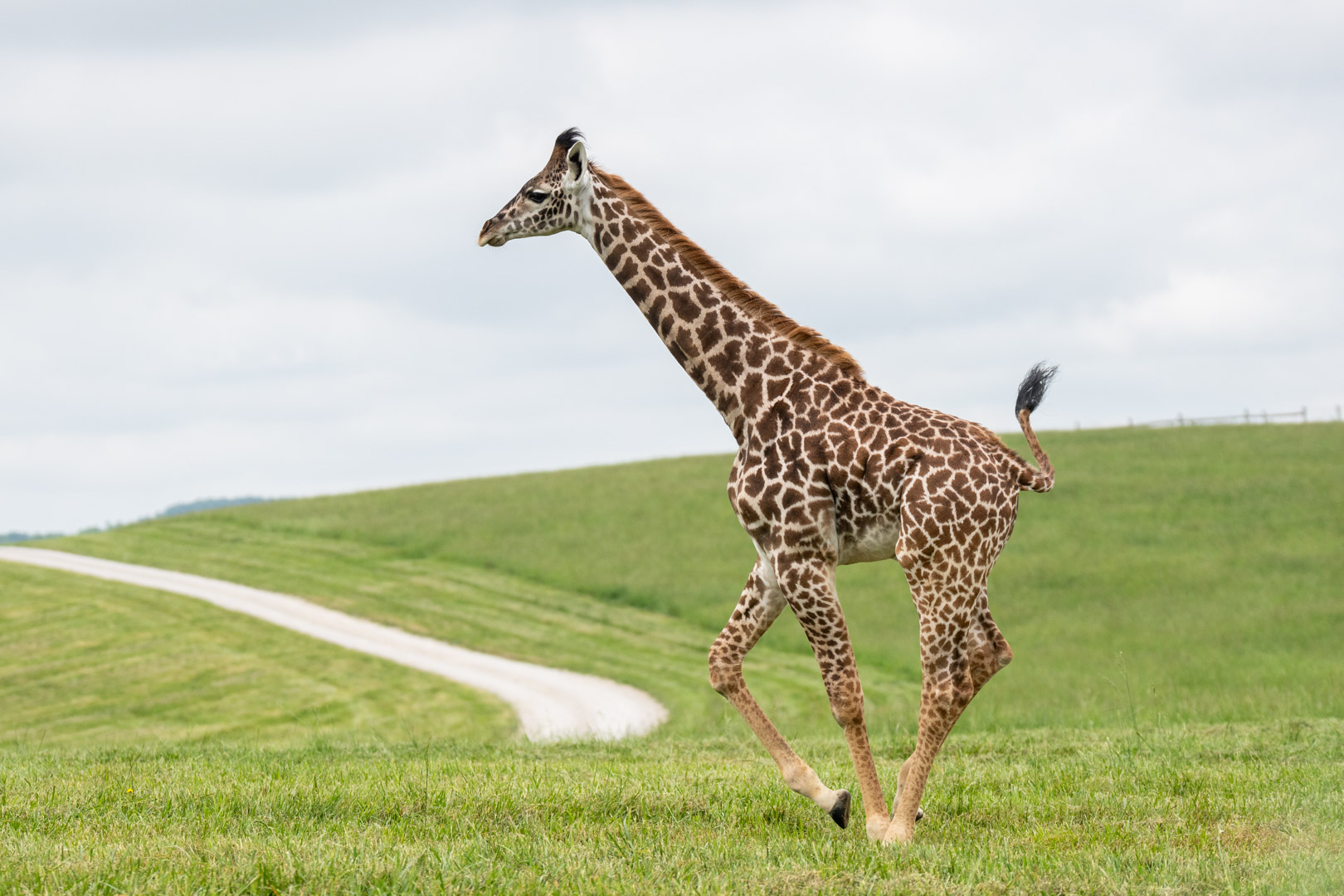 giraffe in pasture