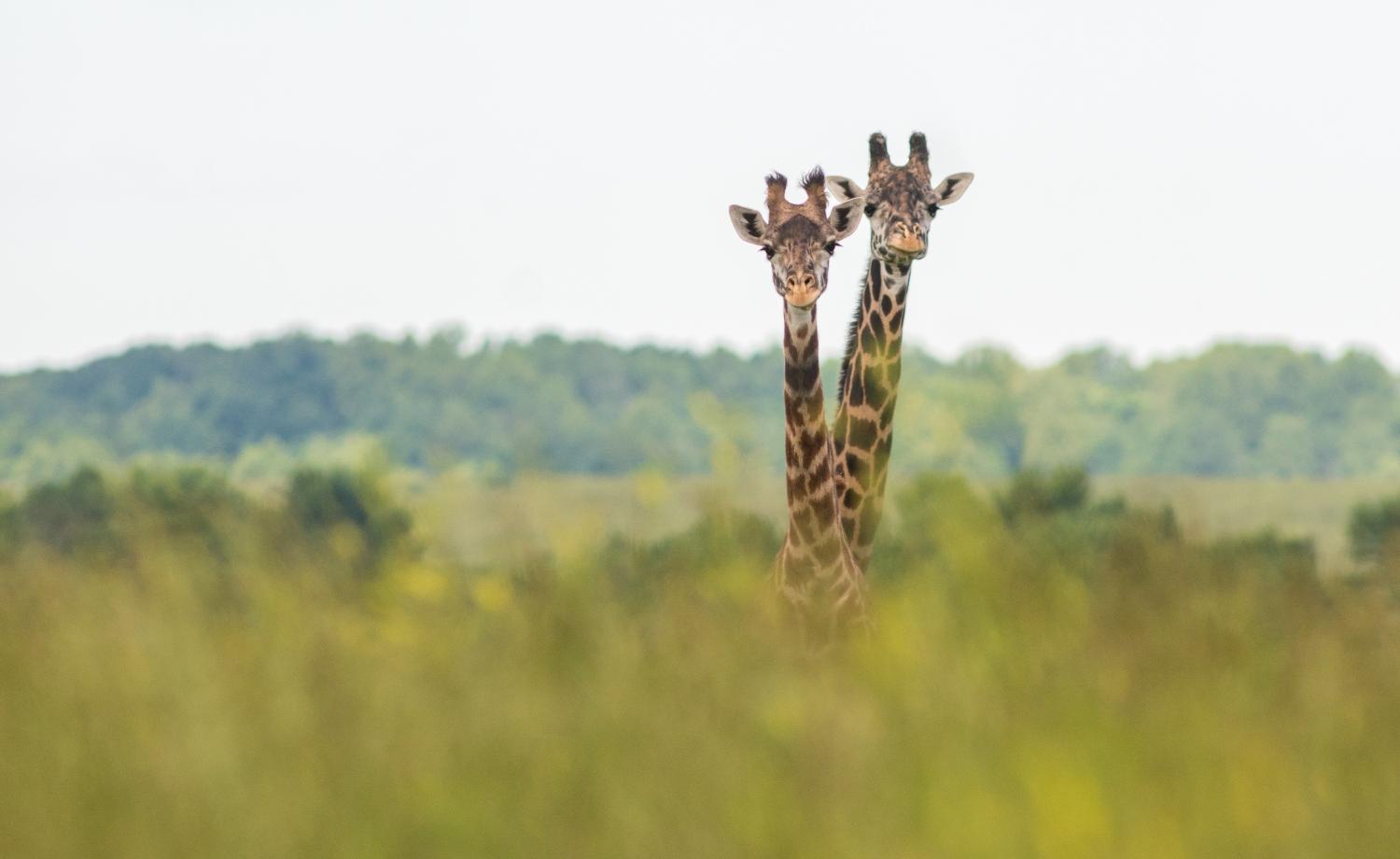 two giraffes in pasture