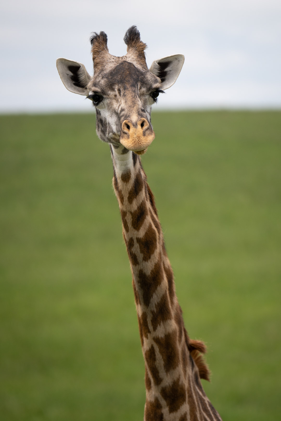 giraffe in pasture