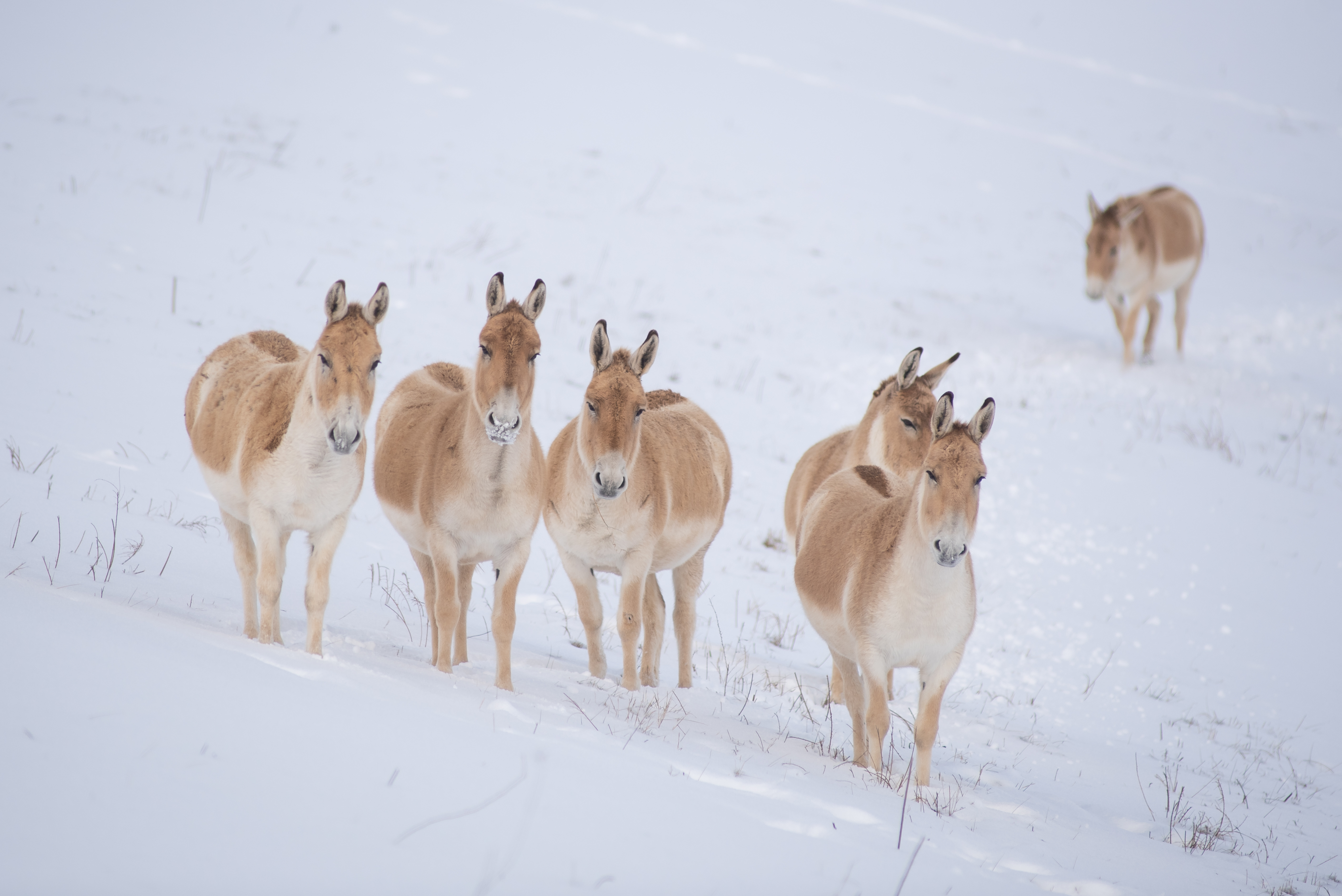 Persian onagers in snow