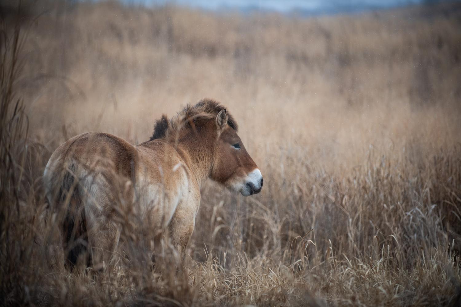 Przewalksi horse at The Wilds