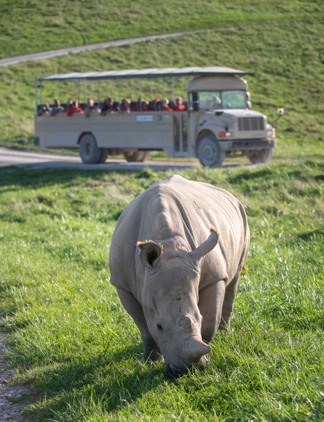 Tour bus with rhino in foreground