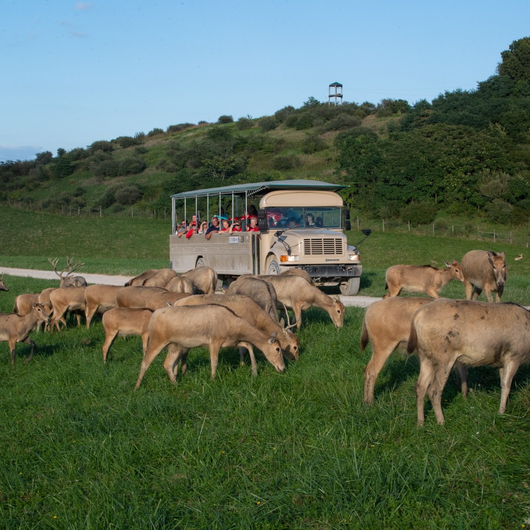 Safari tour bus group with deer in the foreground
