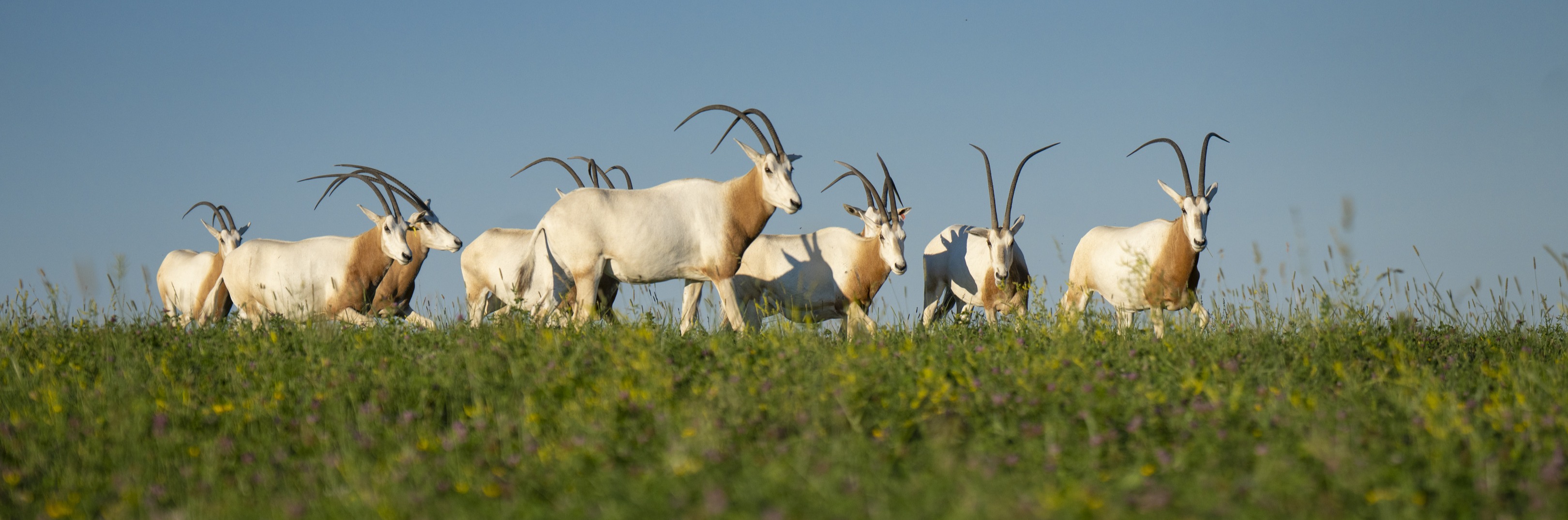 scimitar horned oryx at The Wilds