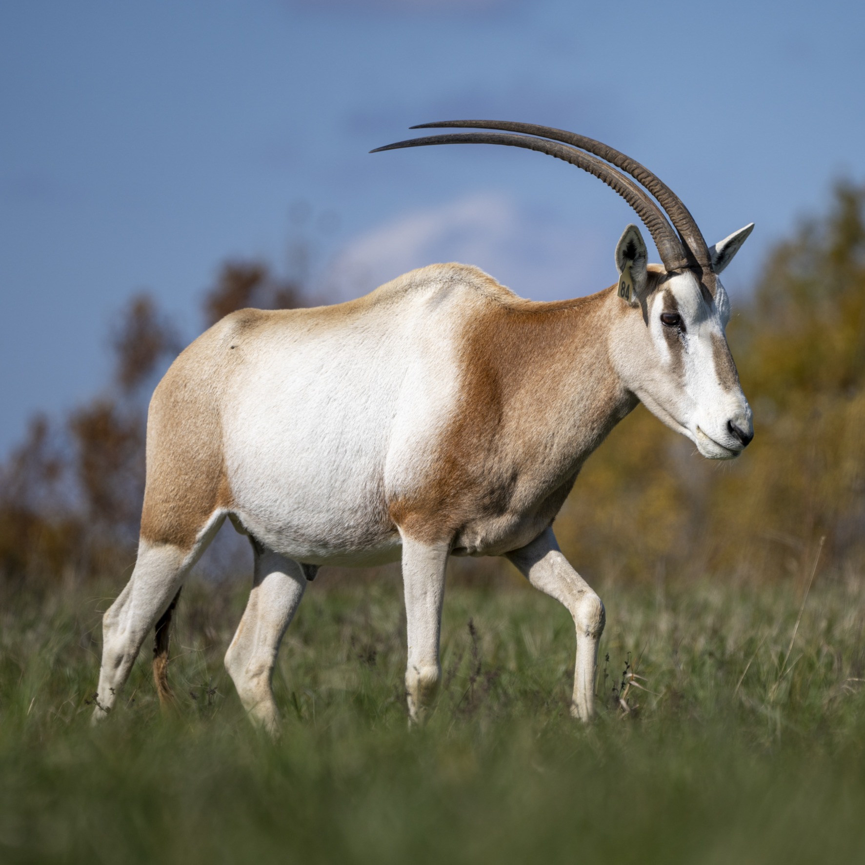 scimitar horned oryx at The Wilds