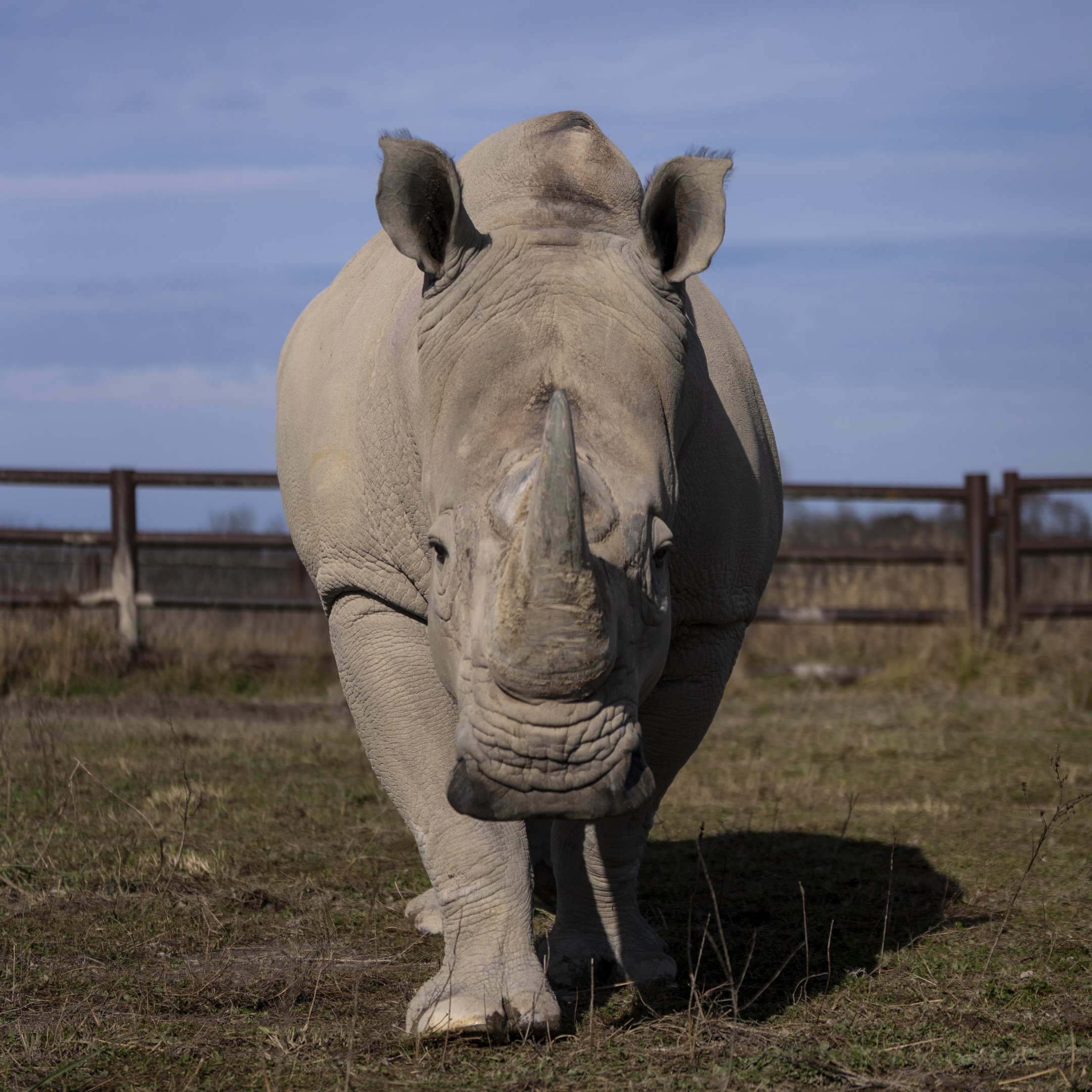 Southern white rhino walking towards camera