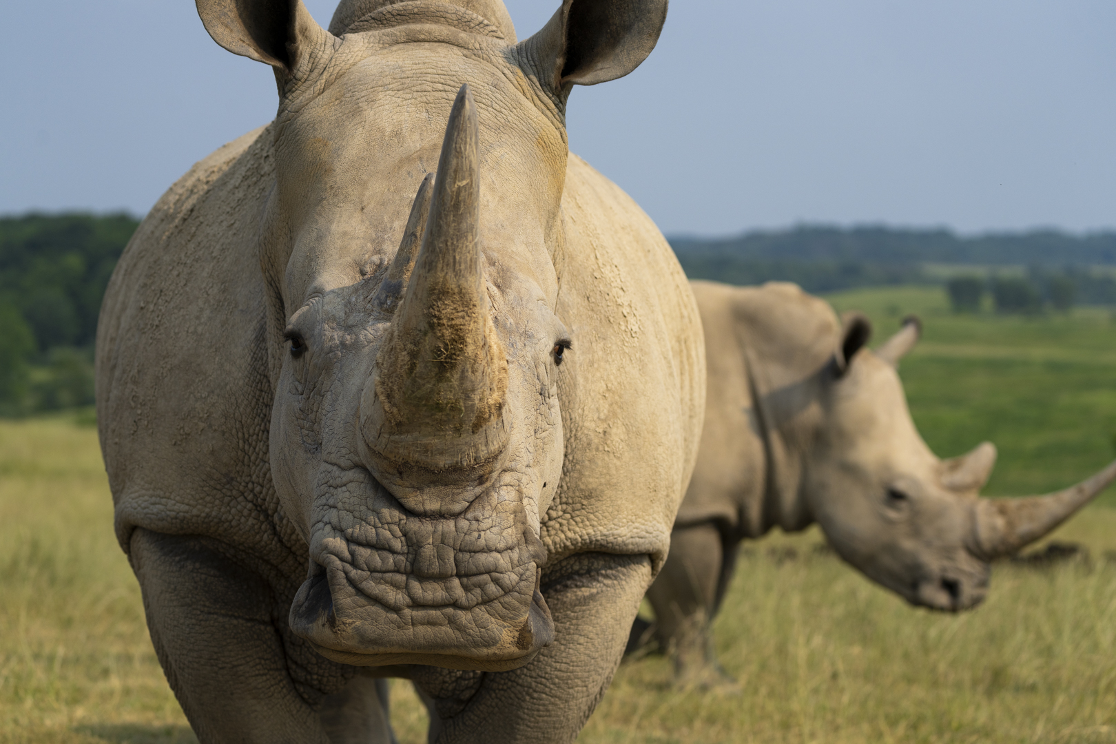 Southern white rhinos at The Wilds