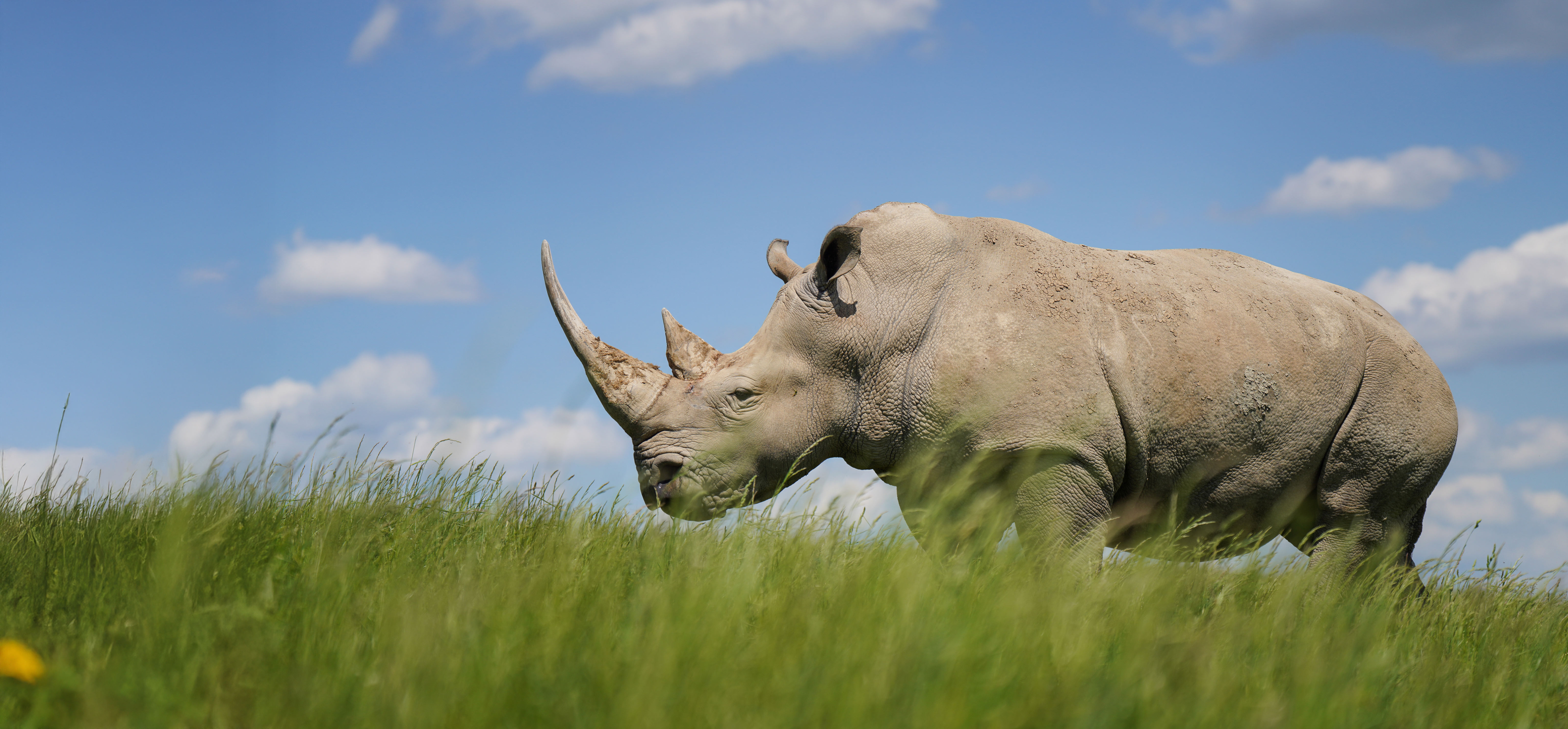 rhino standing in pasture