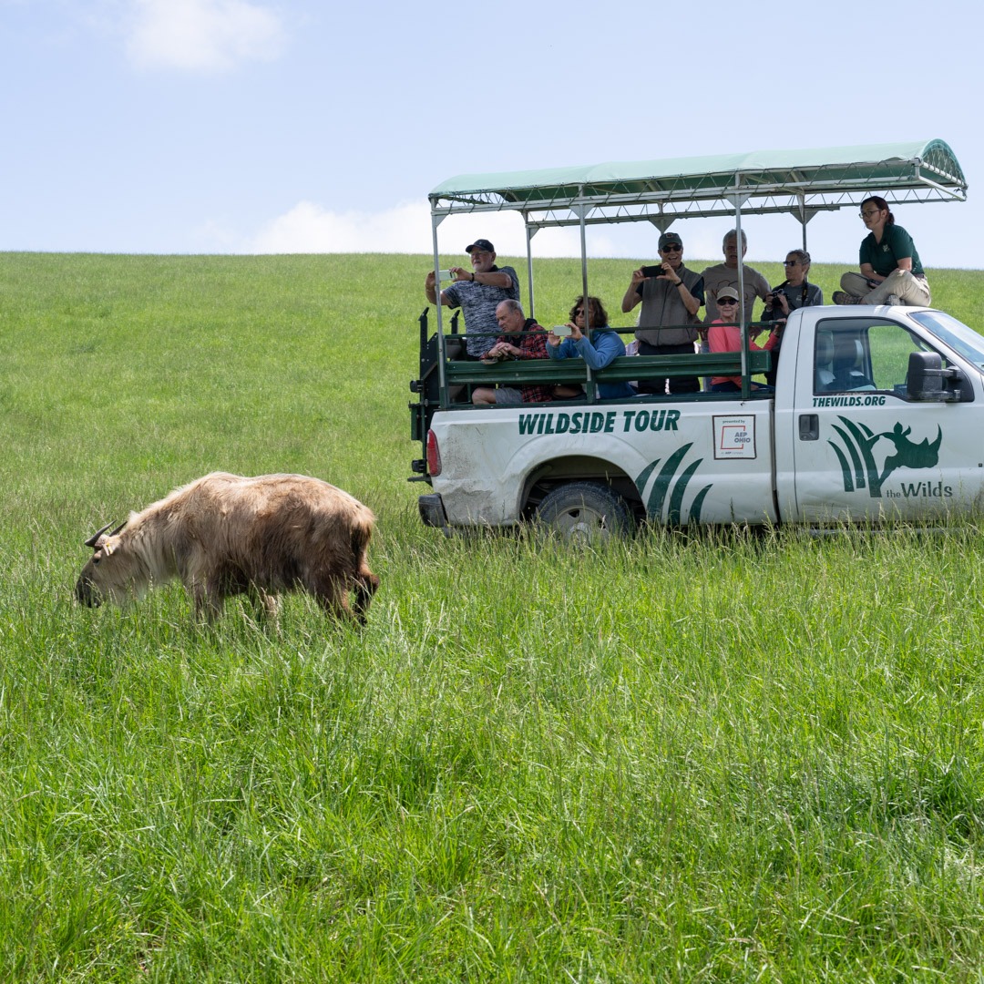 guests on wildside tour