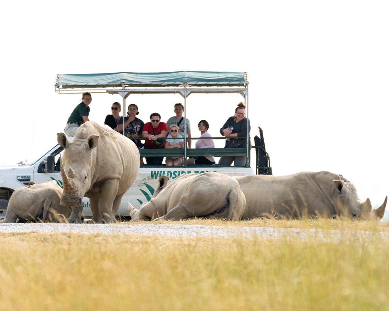 guests on tour with rhinos in foreground