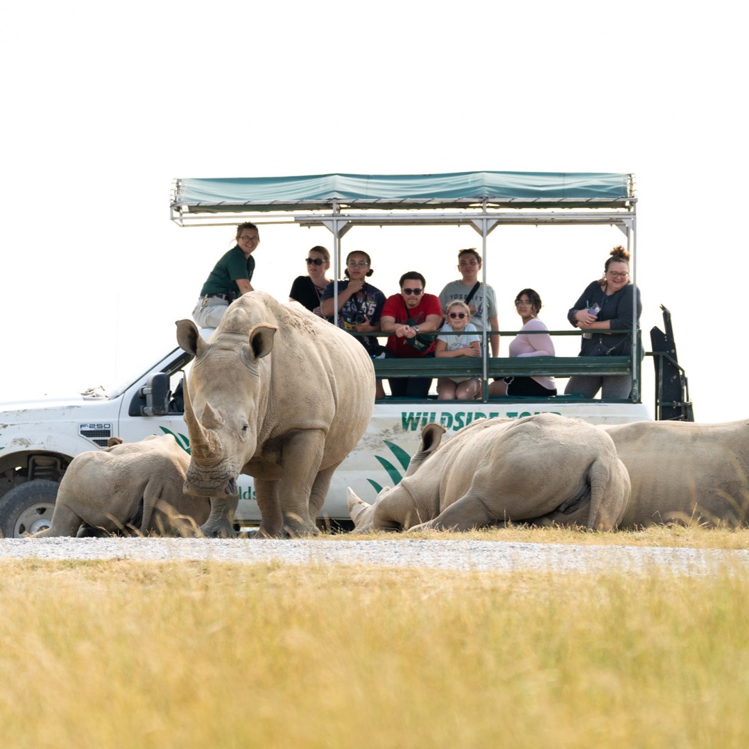 tour bus and rhino