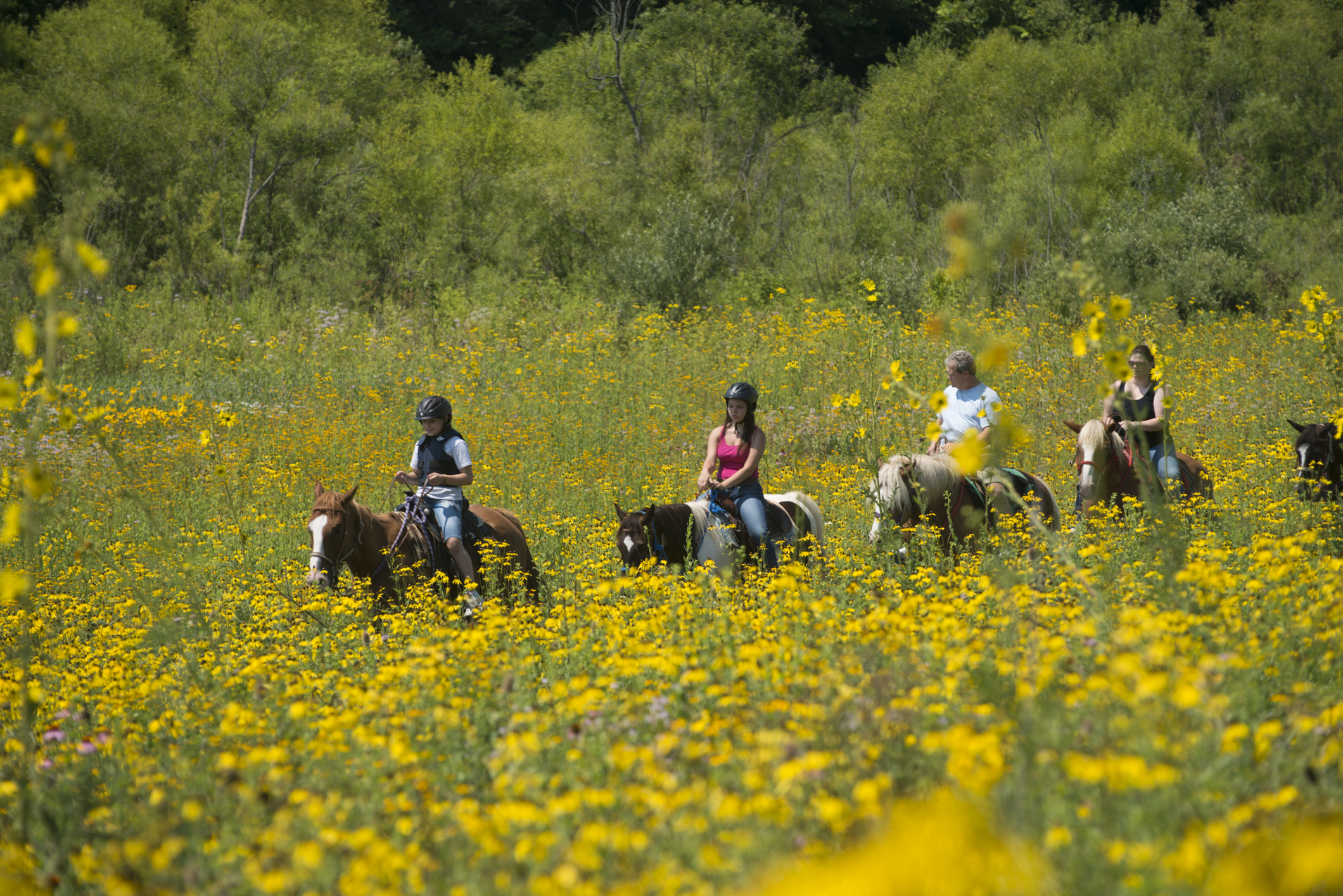 horseback riding in pasture