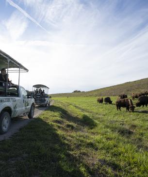White pickup truck with bison in background