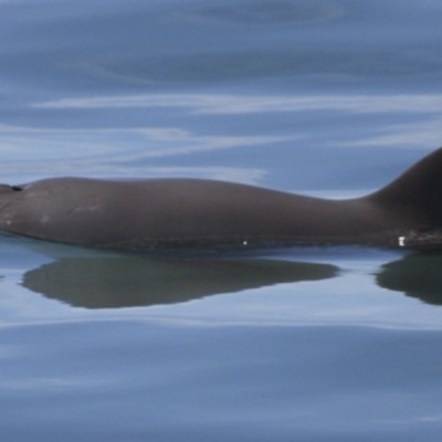 Vaquita