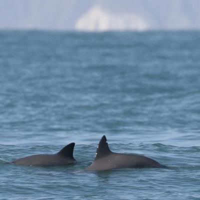 Vaquita