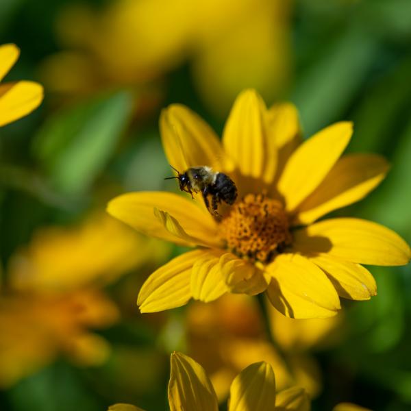 pollinator garden