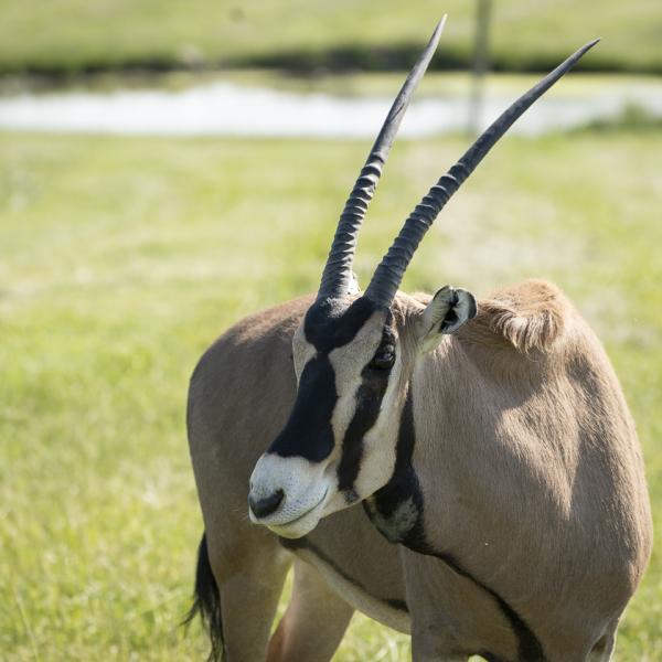 oryx in pasture