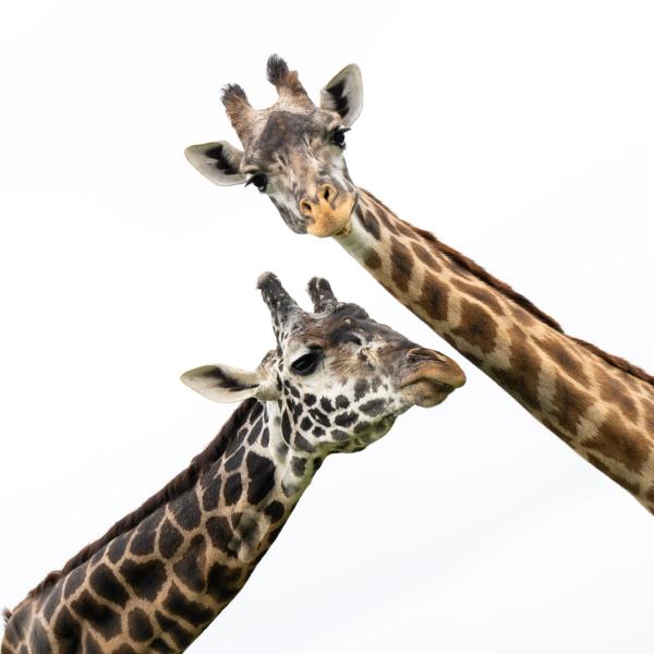 two giraffe