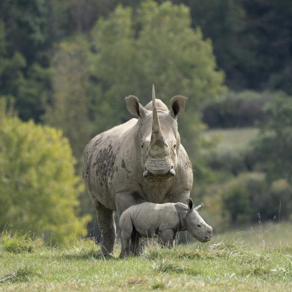 Two Southern white rhinos in pasture